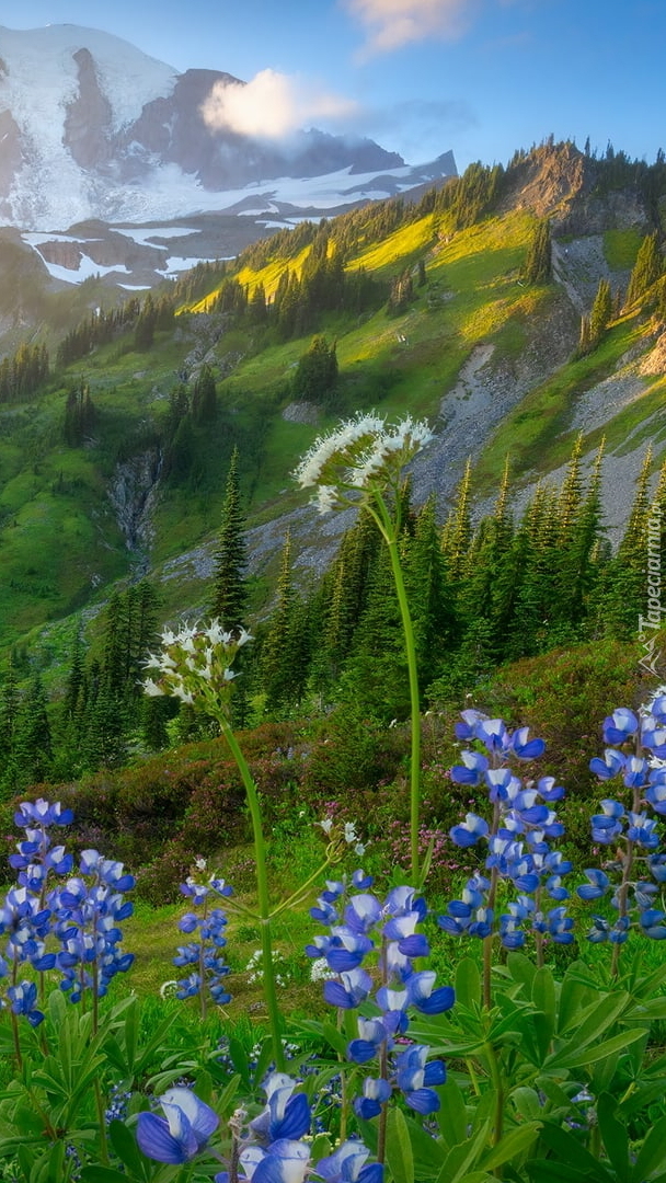 Fioletowe kwiaty i stratowulkan Mount Rainier w oddali