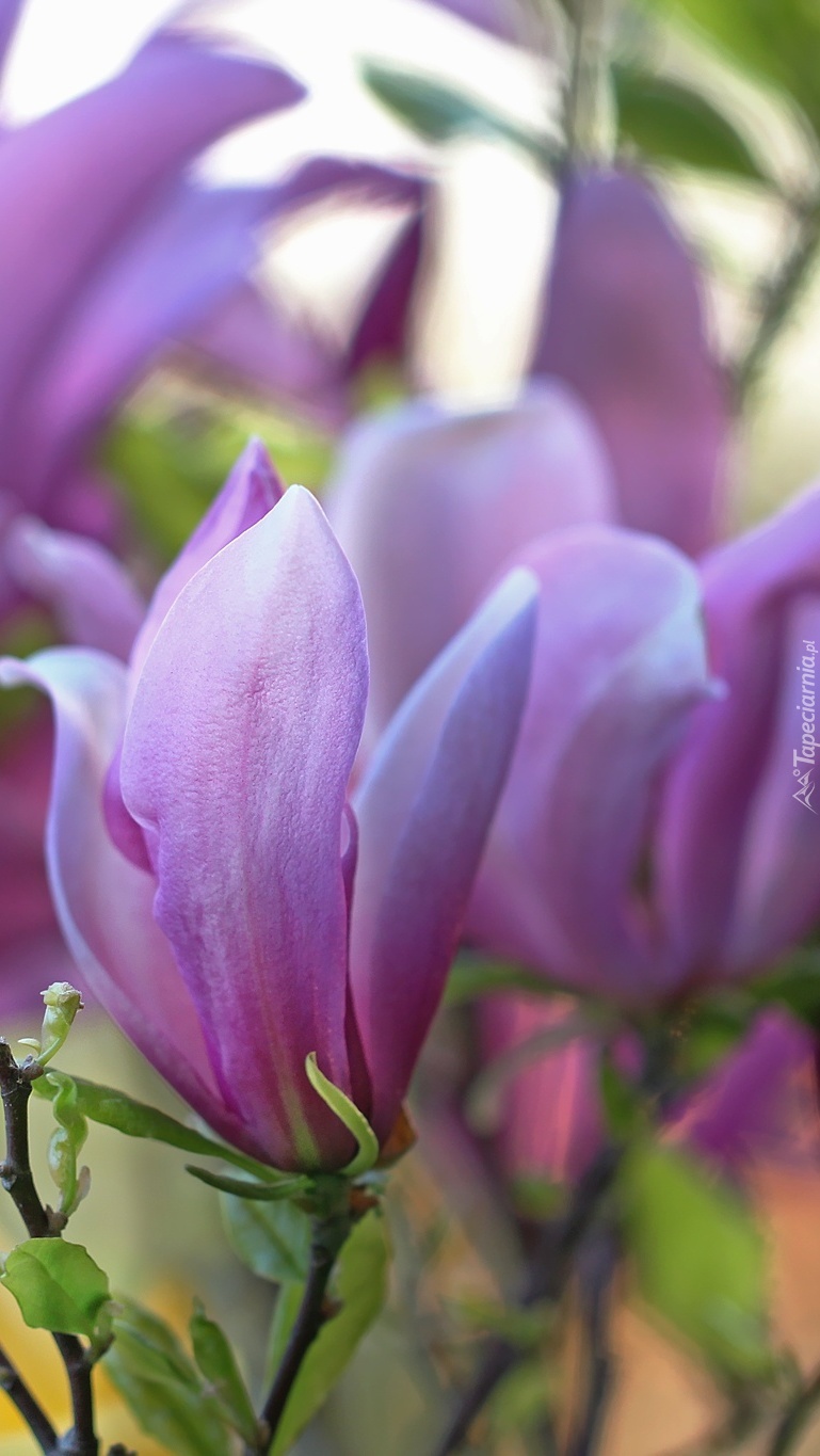 Fioletowe kwiaty magnolii