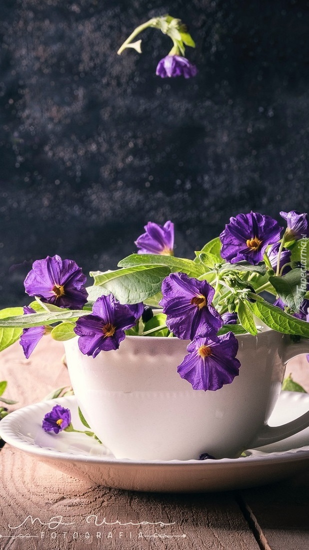 Fioletowe kwiaty w filiżance