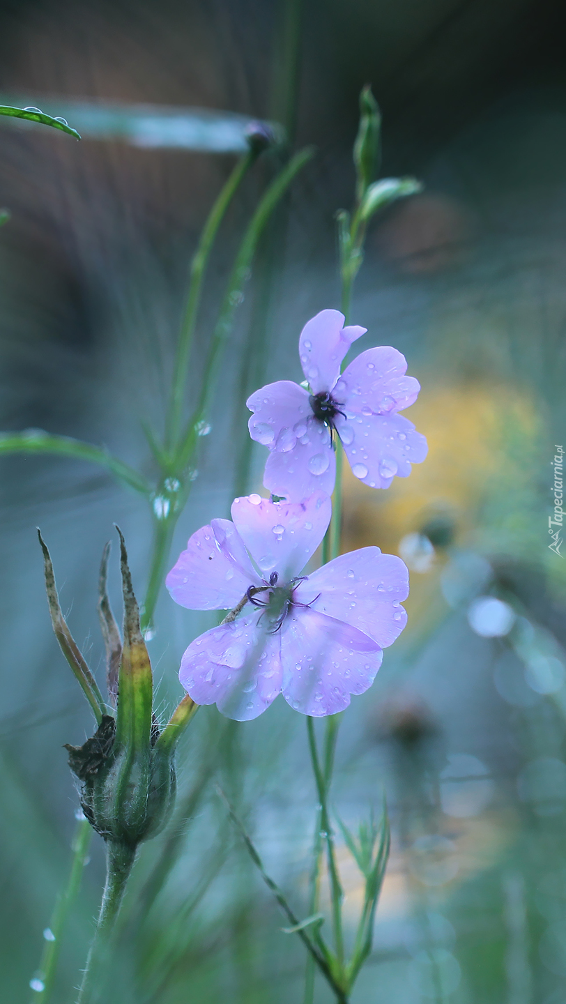 Fioletowe kwiaty z kropelkami wody