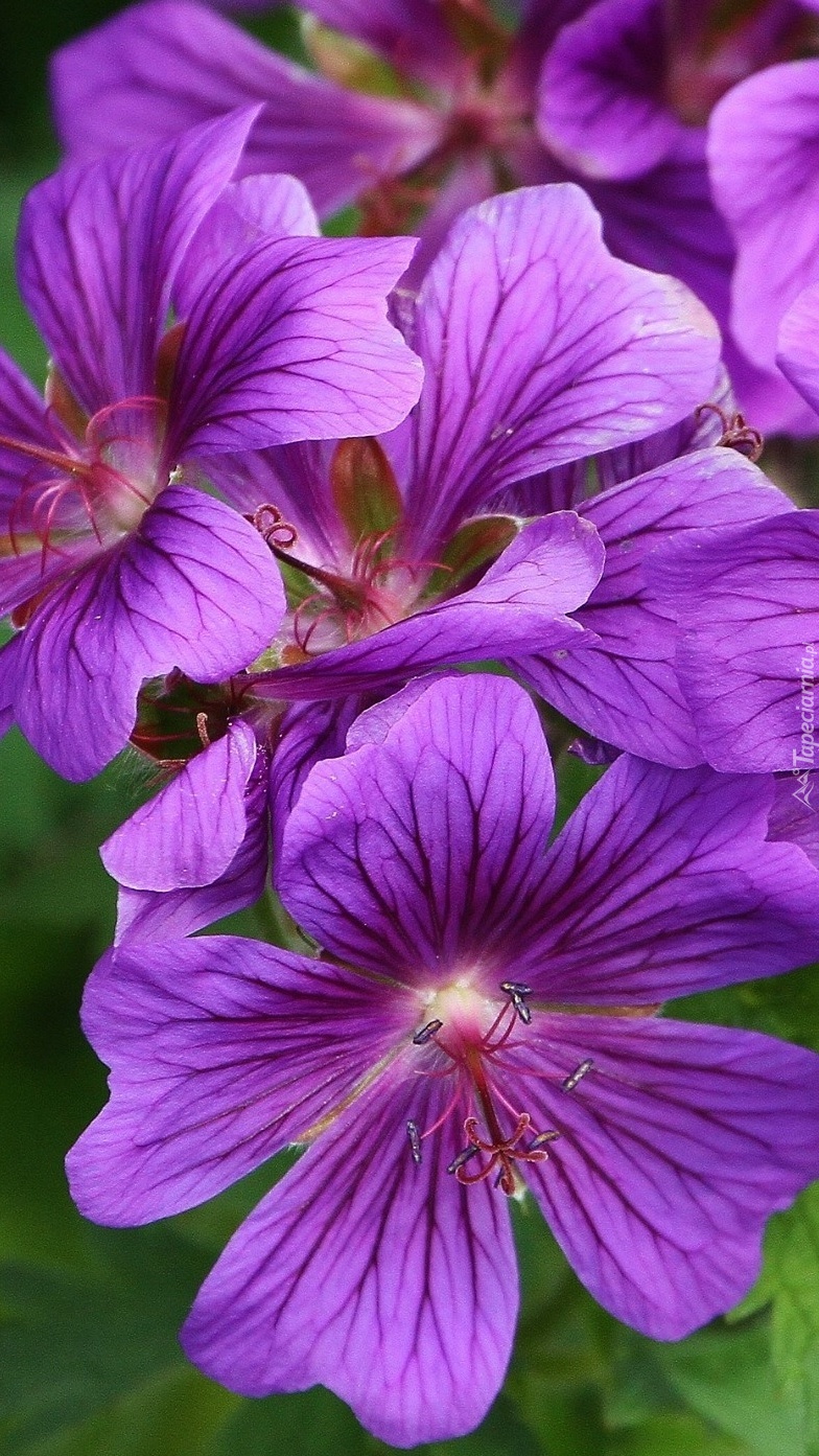 Fioletowe kwiaty