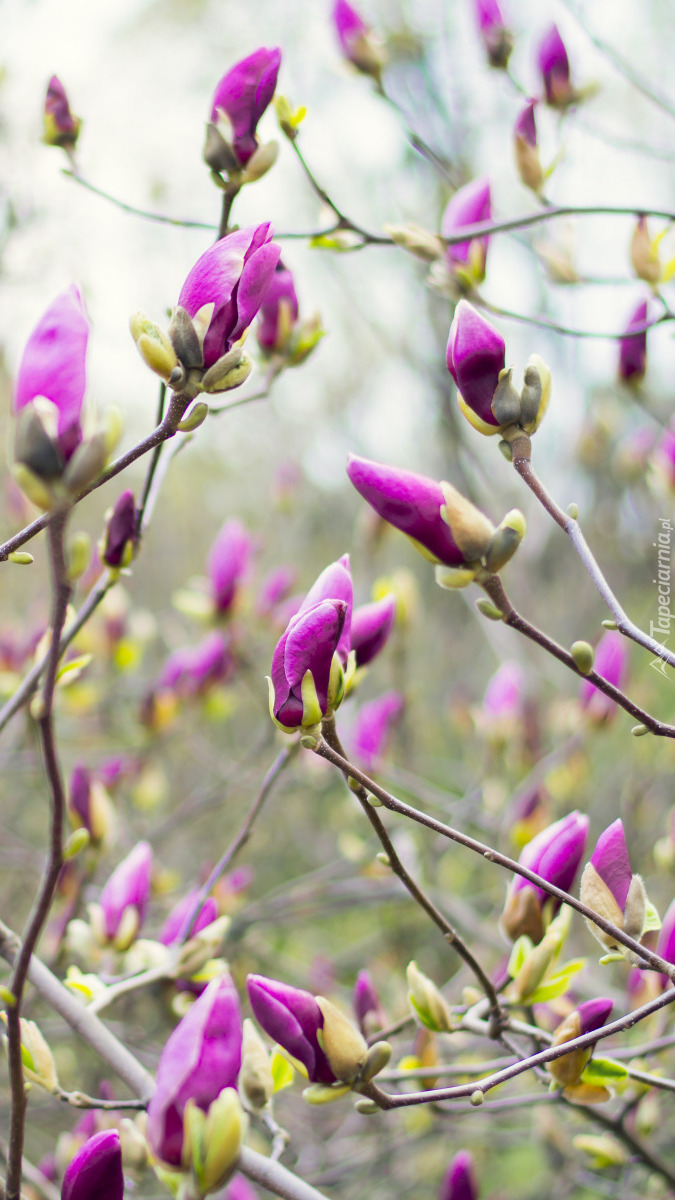 Fioletowe pąki magnolii