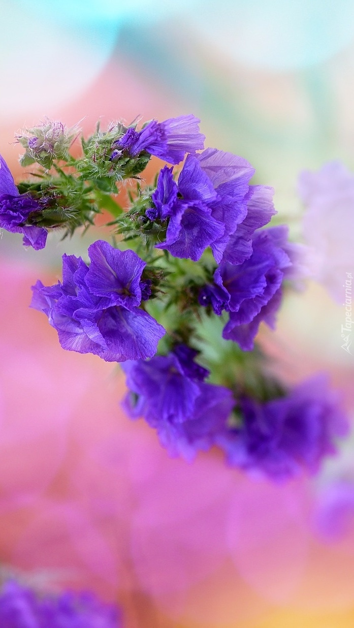 Fioletowe polne kwiatki