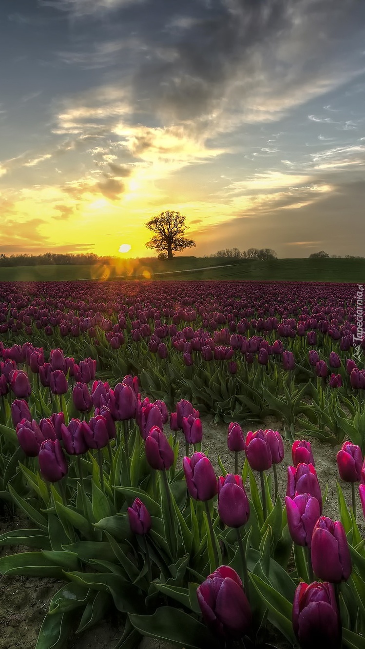 Fioletowe tulipany na polu w słonecznych promieniach