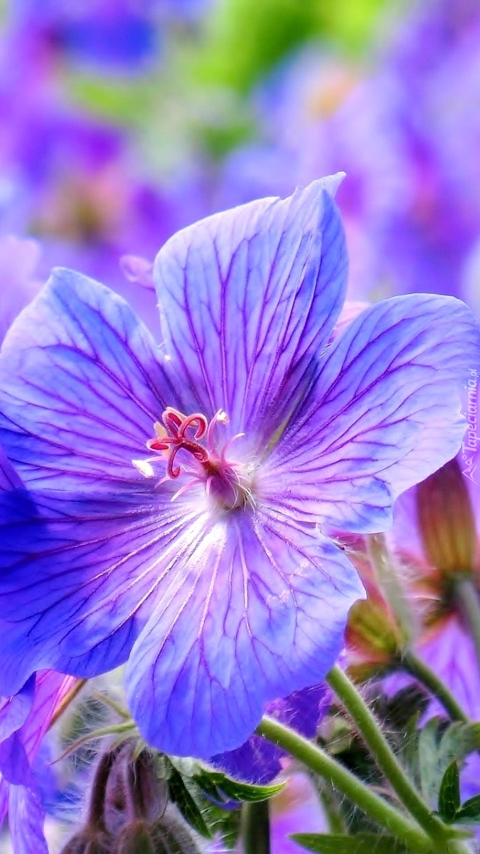 Fioletowo-niebieski kwiat