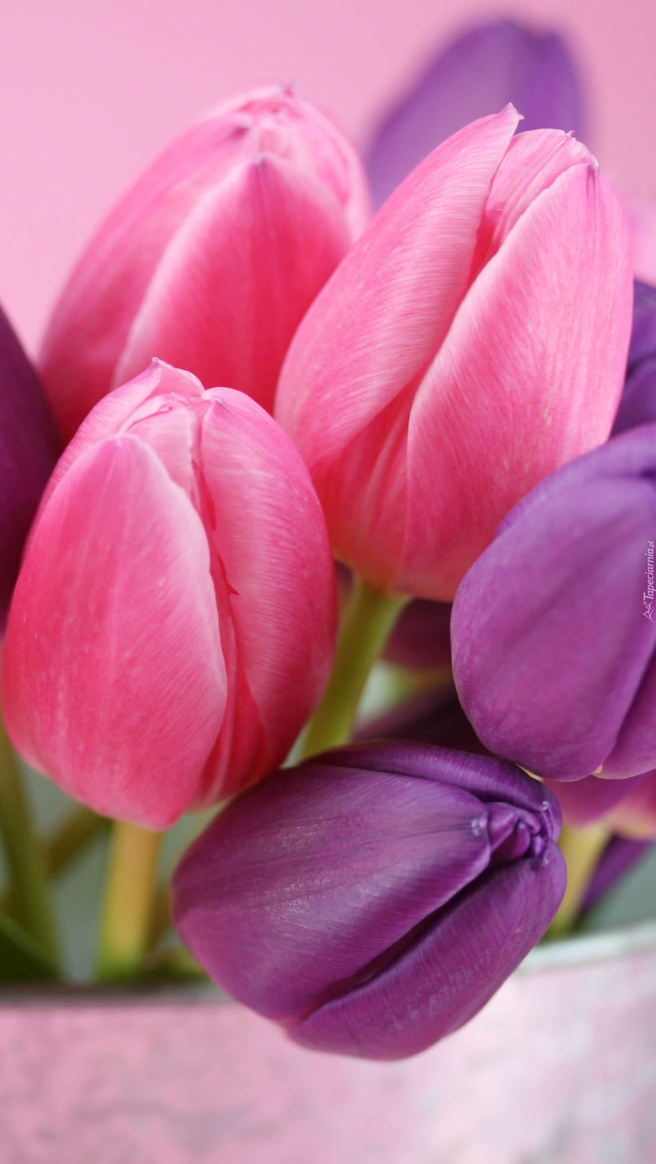 Fioletowo-różowy bukiet tulipanów w wiaderku