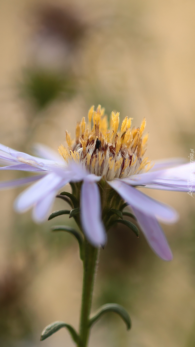 Fioletowy aster