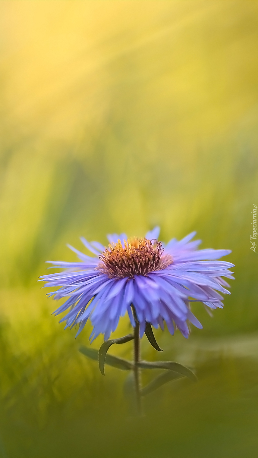 Fioletowy aster