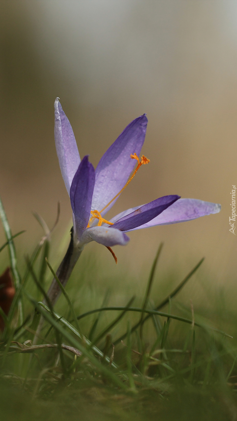 Fioletowy krokus