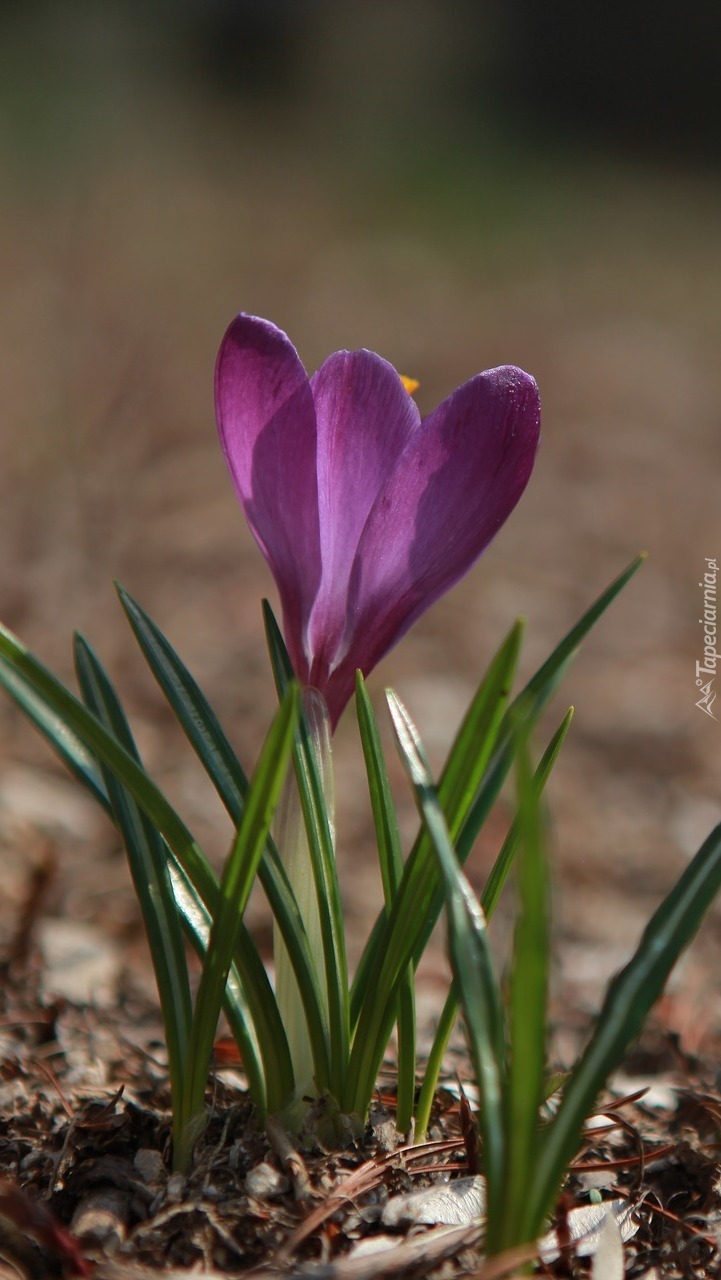 Fioletowy krokus