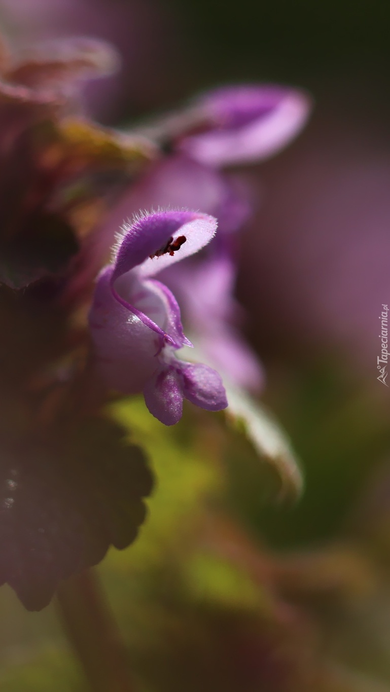 Fioletowy kwiat jasnoty purpurowej