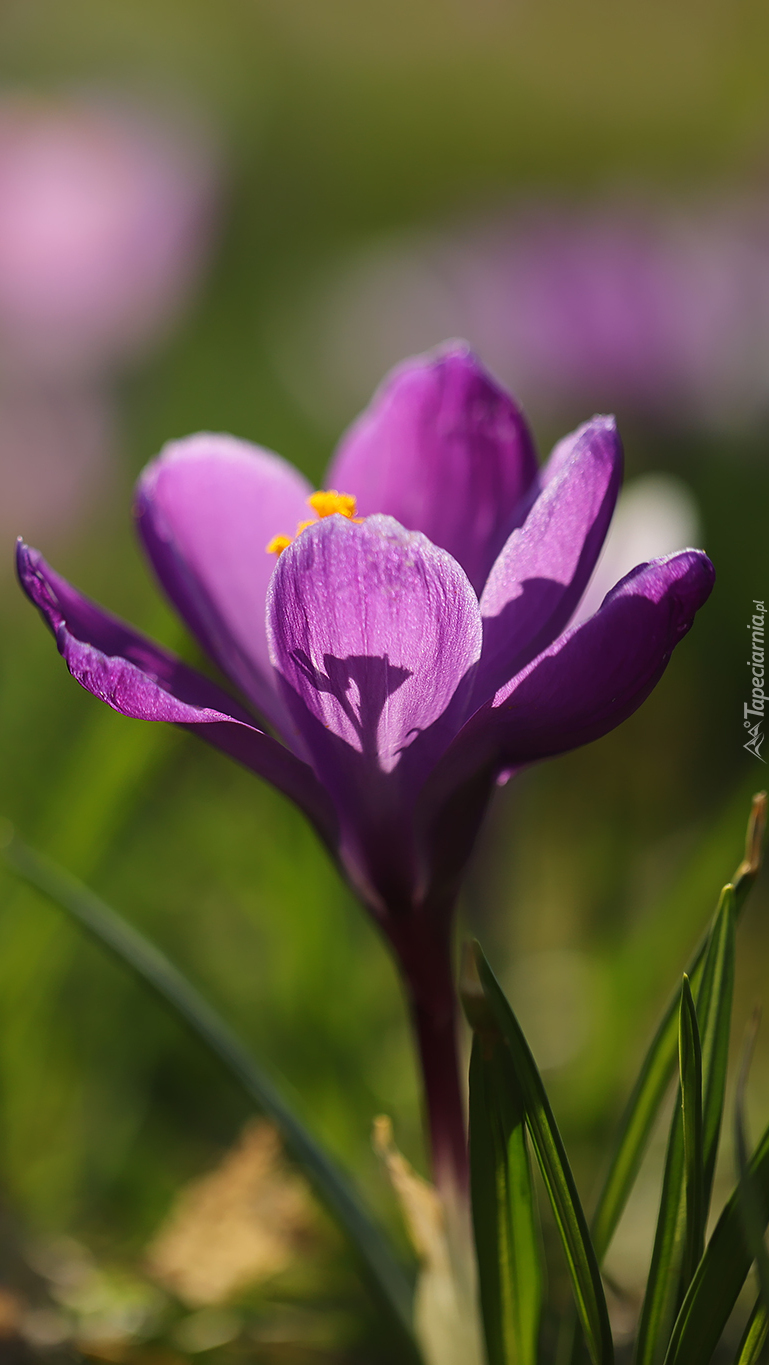 Fioletowy kwiat krokusa
