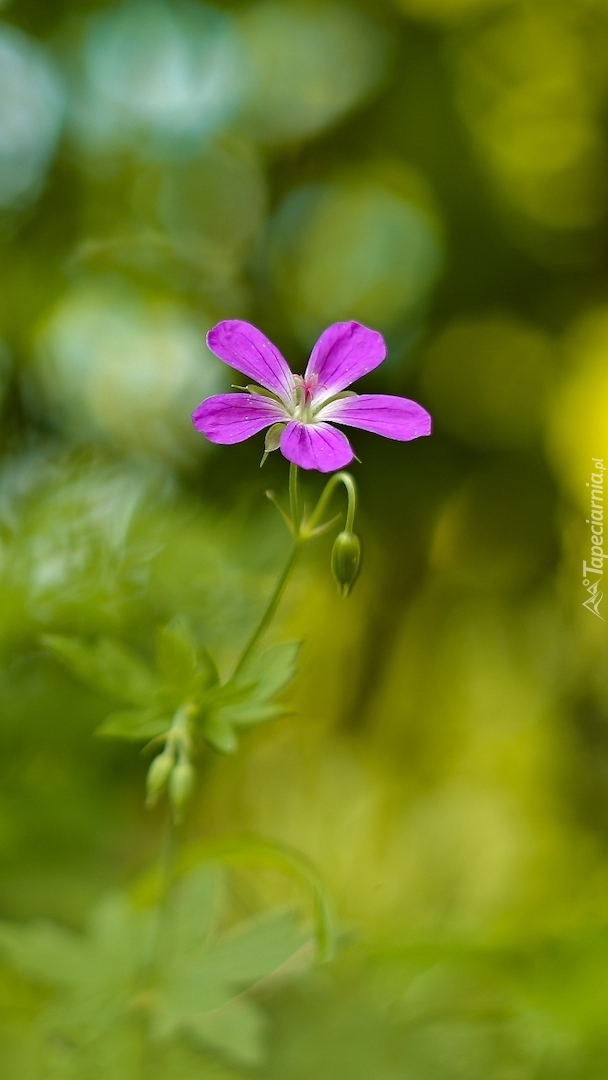 Fioletowy kwiat na zielonym tle