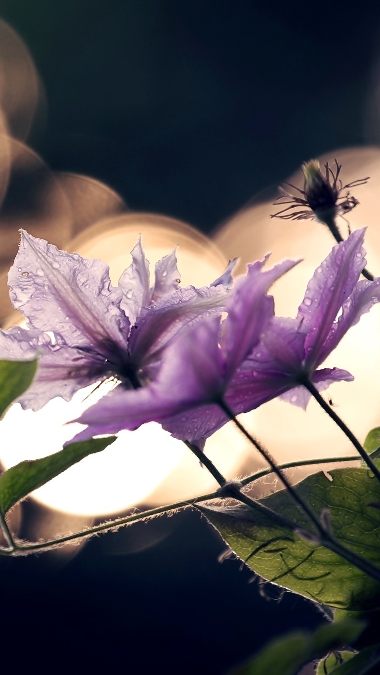 Fioletowy kwiat w kroplach wody