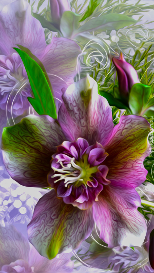Fioletowy kwiat z pąkiem