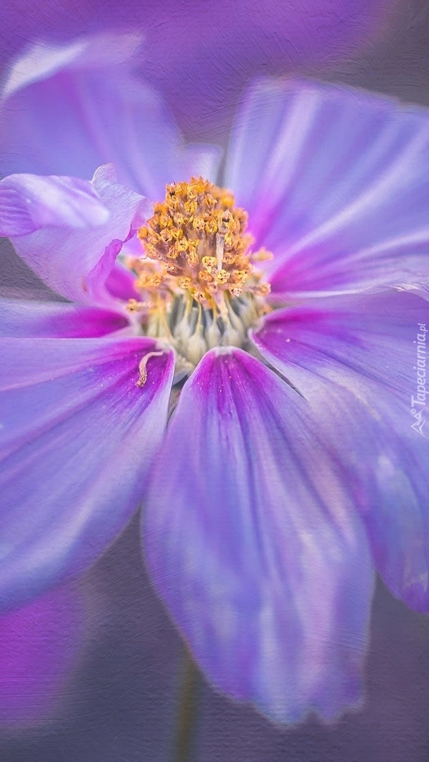 Fioletowy kwiat z pręcikami