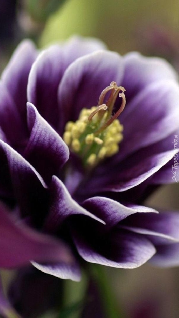 Fioletowy kwiat z pręcikami