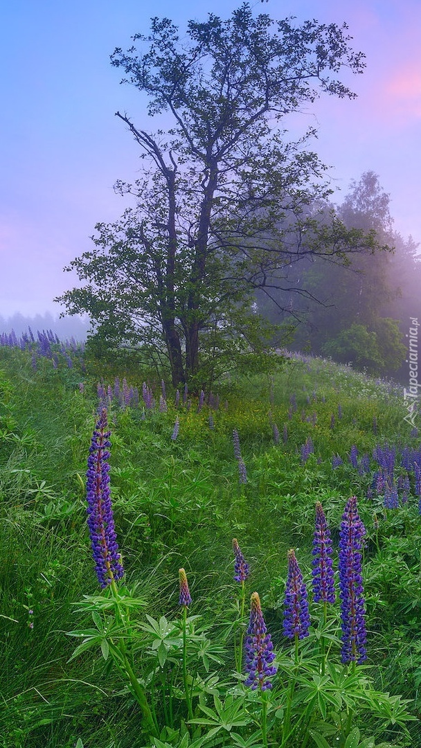 Fioletowy łubin na łące i drzewa we mgle