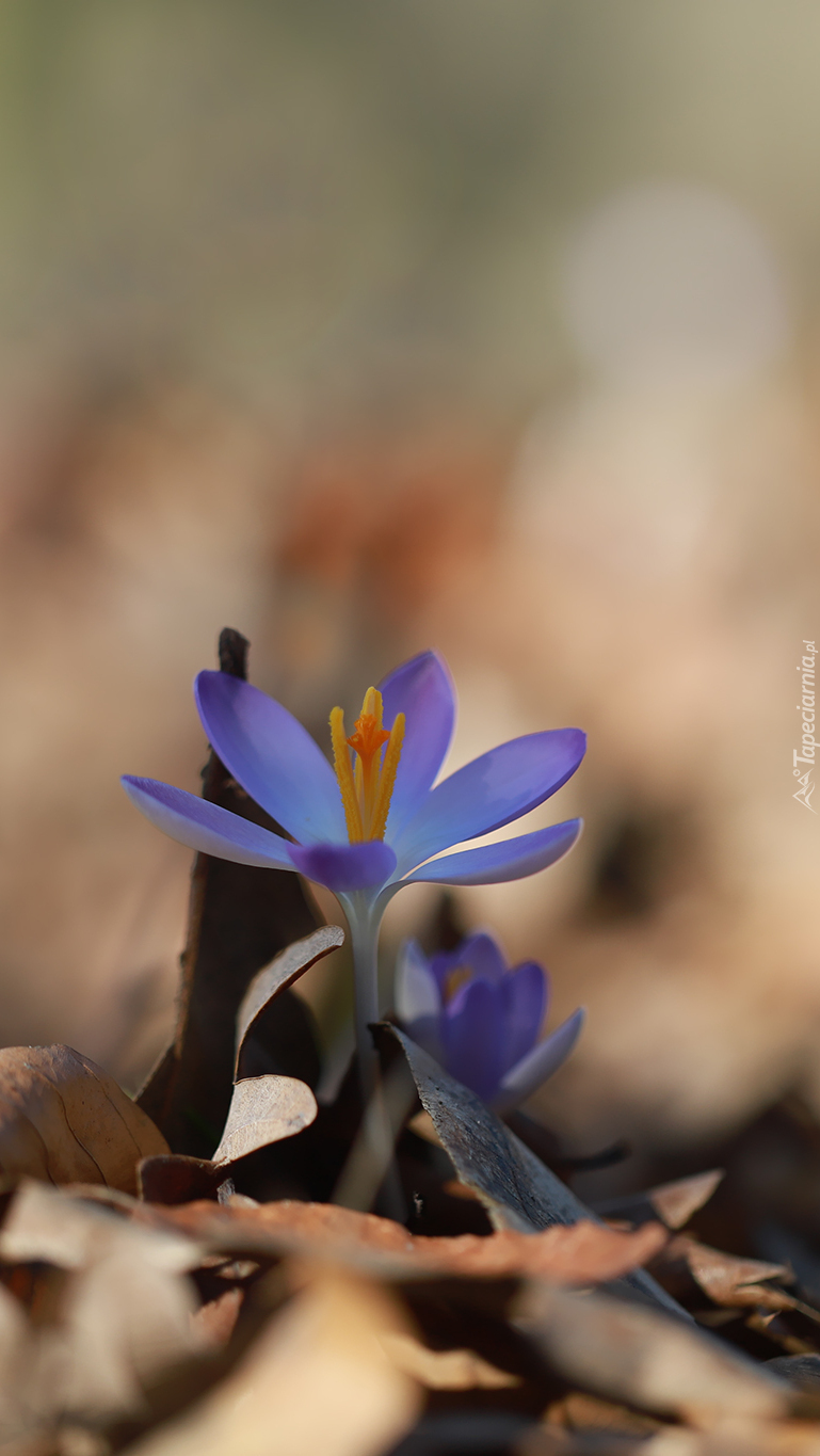 Fioletowy mały krokus