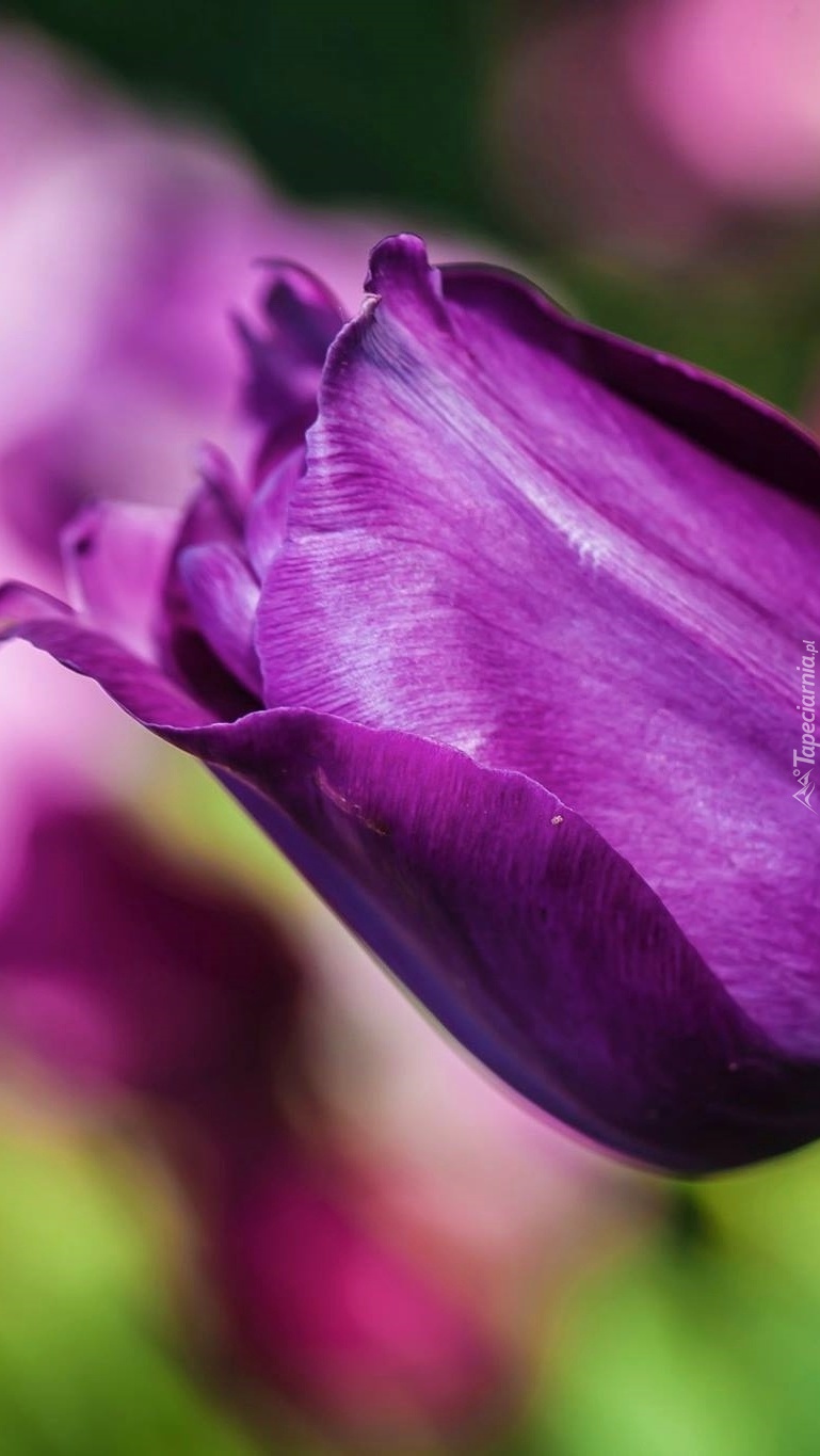 Fioletowy tulipan