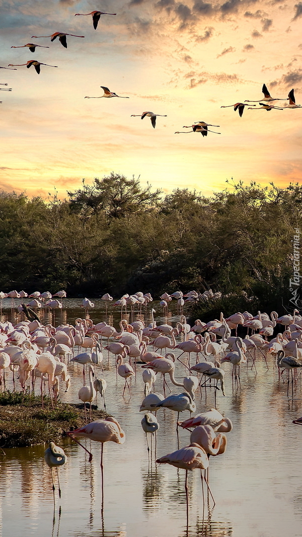 Flamingi w parku Pont de Gau we Francji