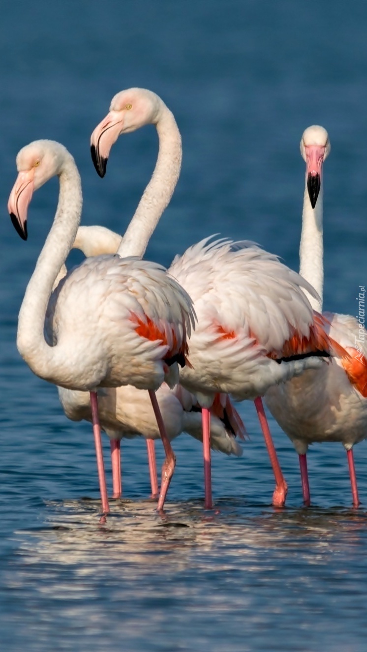Flamingi w wodzie
