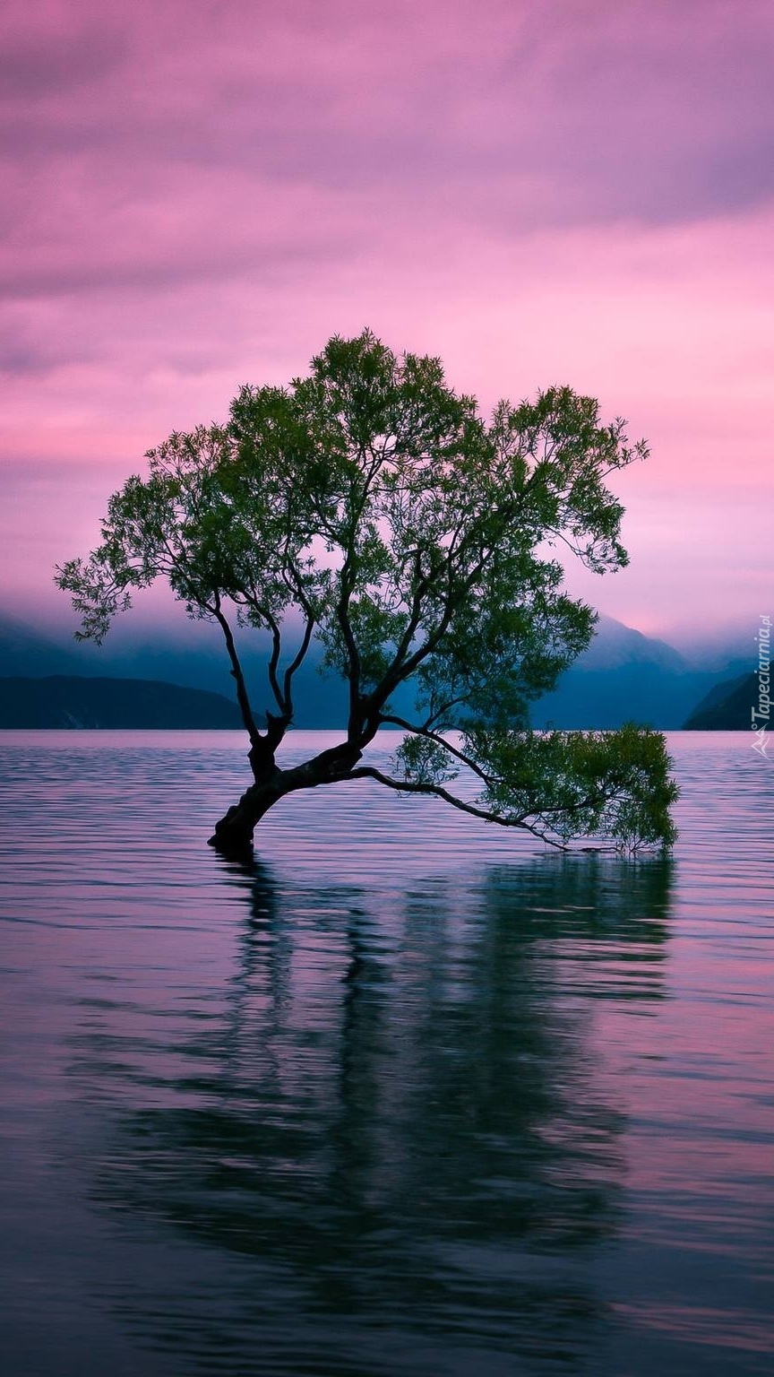 Gałąź drzewa zatopiona w jeziorze
