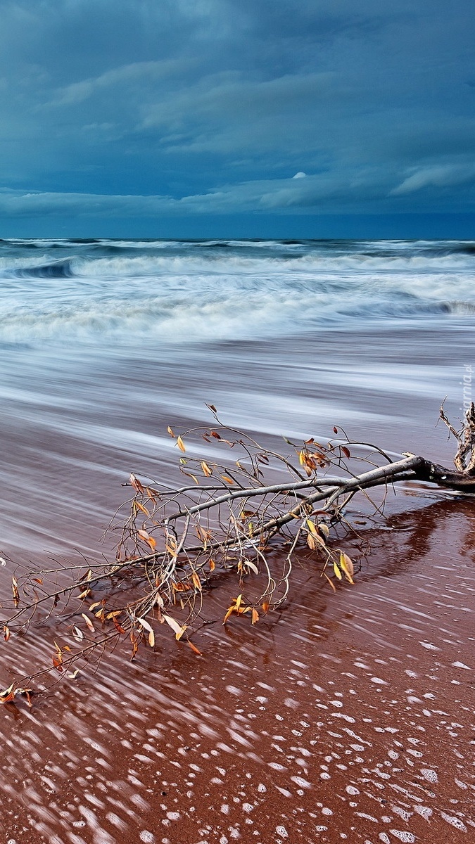 Gałąź na plaży