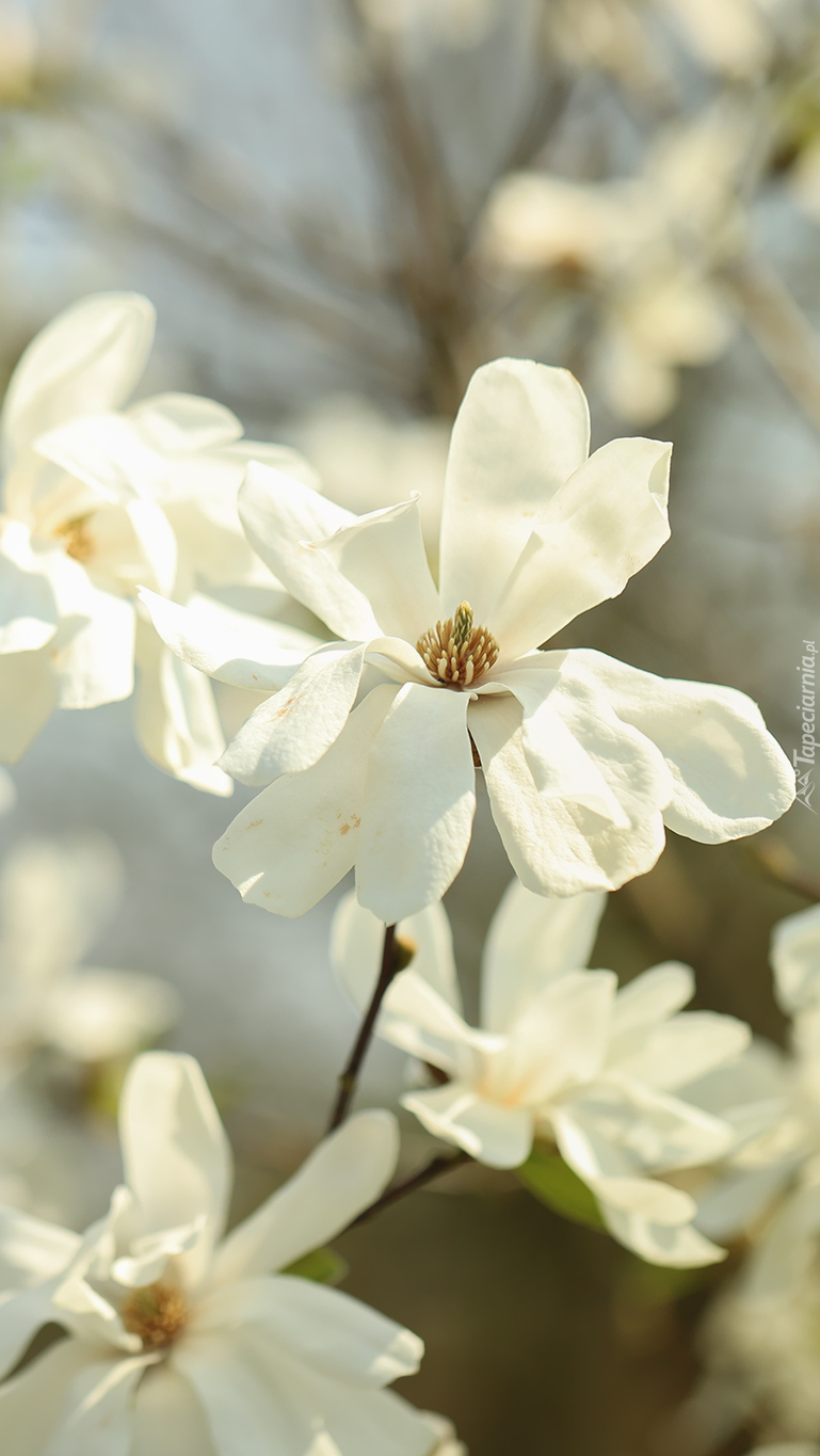 Gałązka białej magnolii