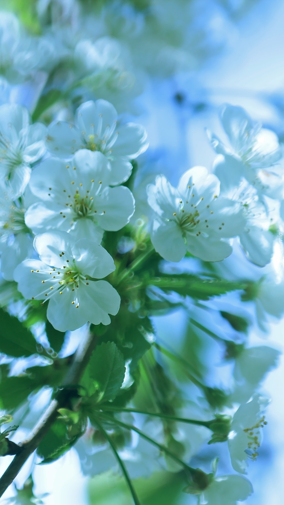 Gałązka białych kwiatów