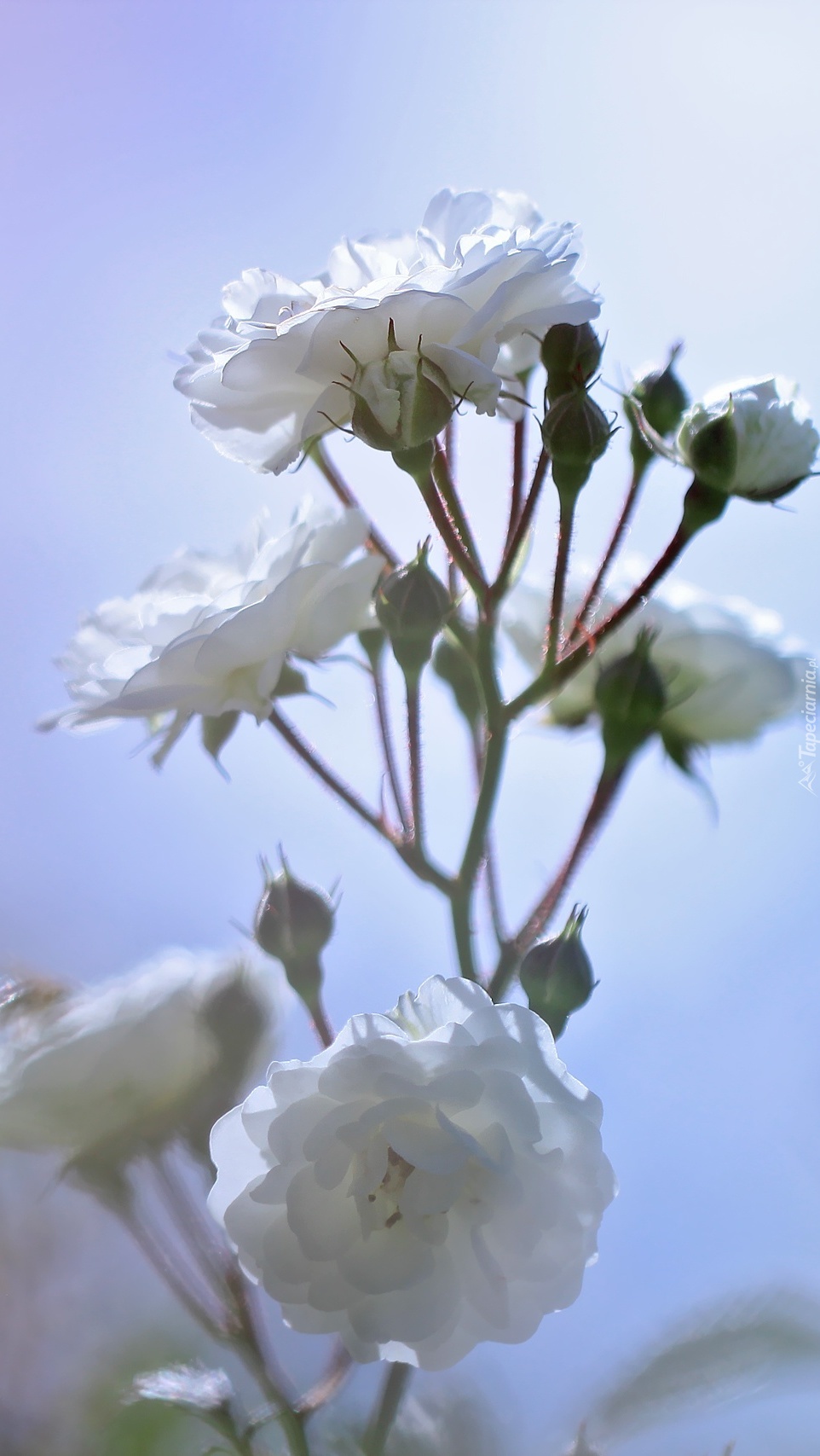 Gałązka białych róż