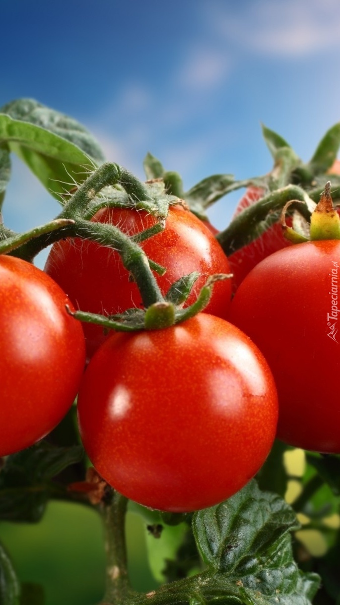 Gałązka czerwonych pomidorów