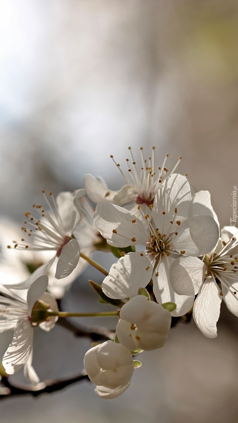 Gałązka drzewa owocowego z białymi kwiatami