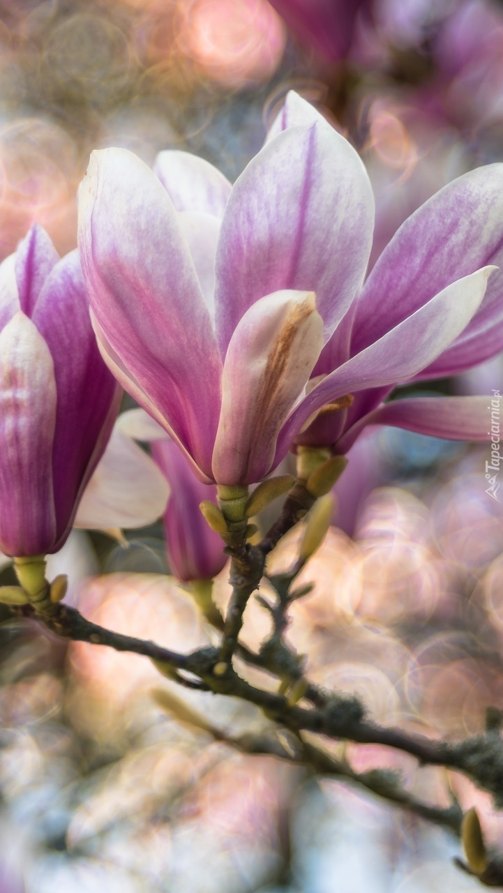 Gałązka kwitnącej magnolii