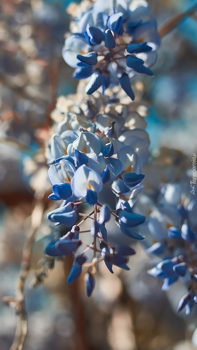 Gałązka niebieskich kwiatków
