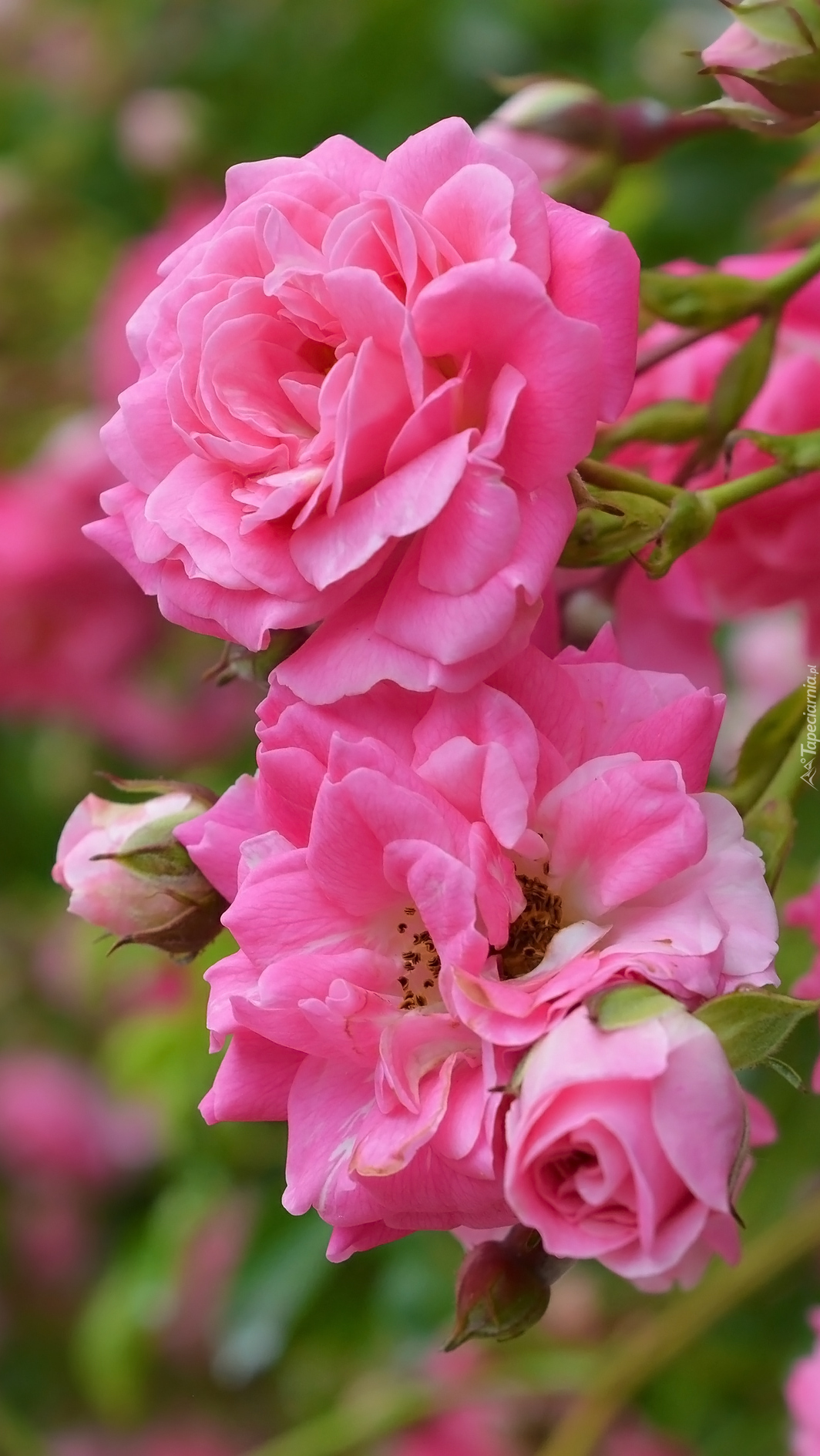 Gałązka różowych róż