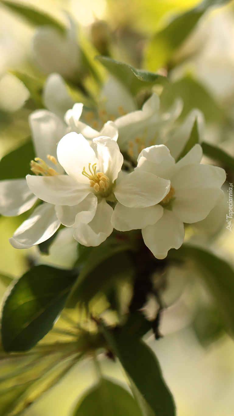 Gałązka z białymi kwiatami