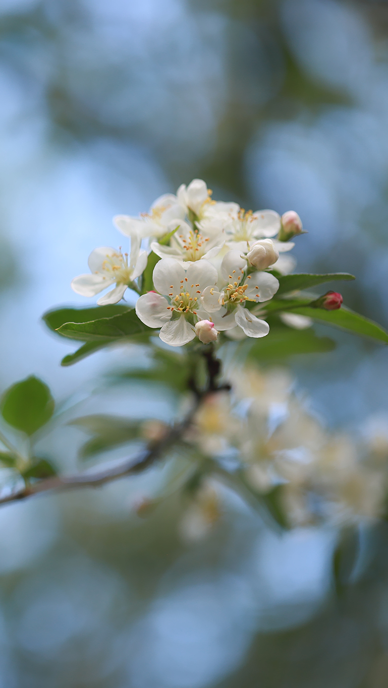 Gałązka z białymi kwiatami jabłoni