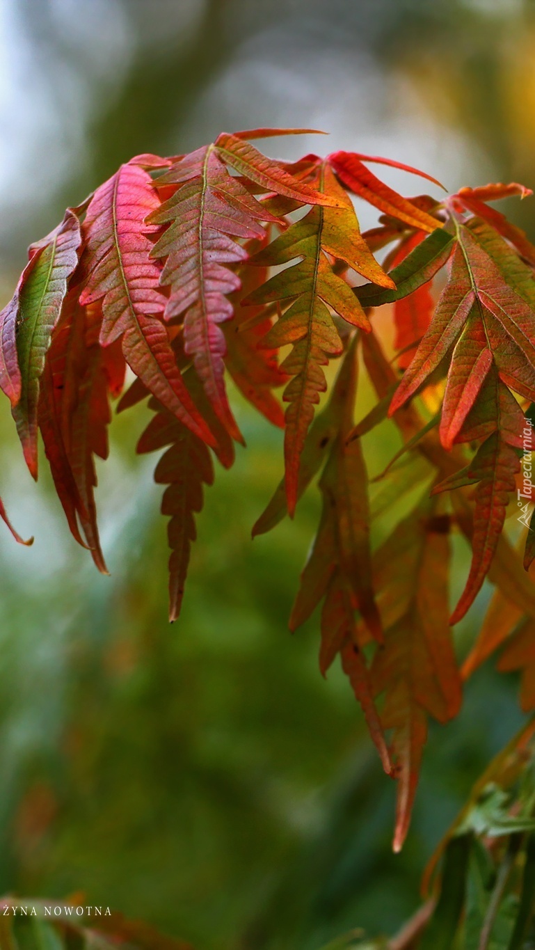 Gałązka z czerwonymi jesiennymi liśćmi