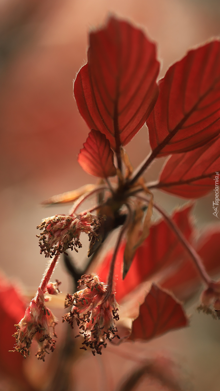 Gałązka z czerwonymi liśćmi