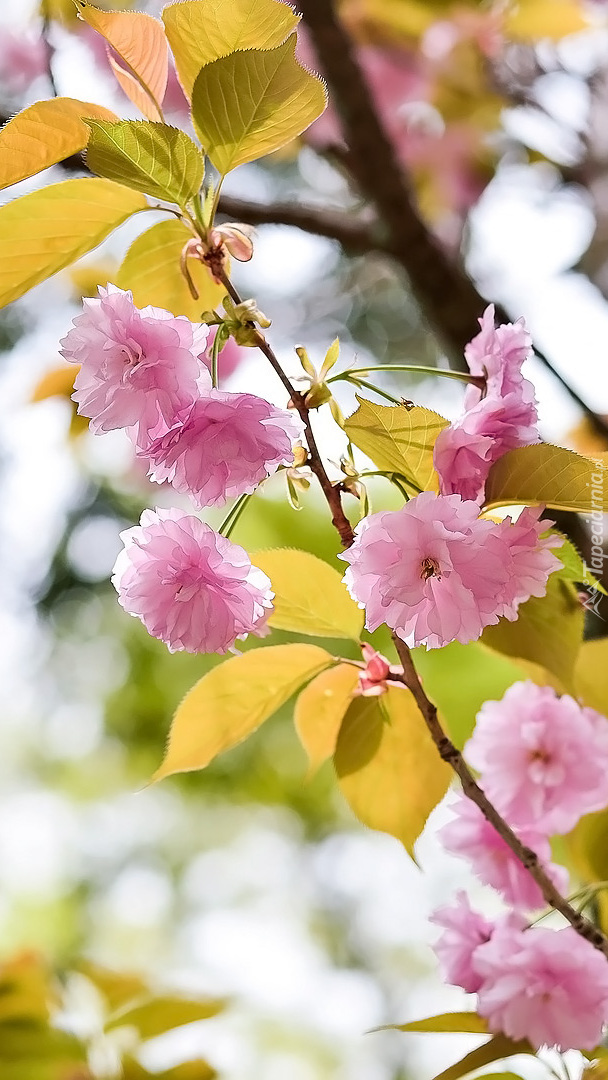 Gałązka z kwiatami wiśni japońskiej