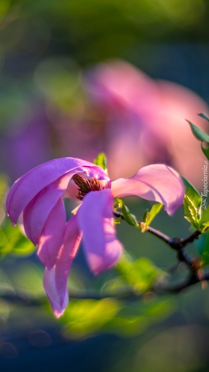 Gałązka z kwiatem magnolii