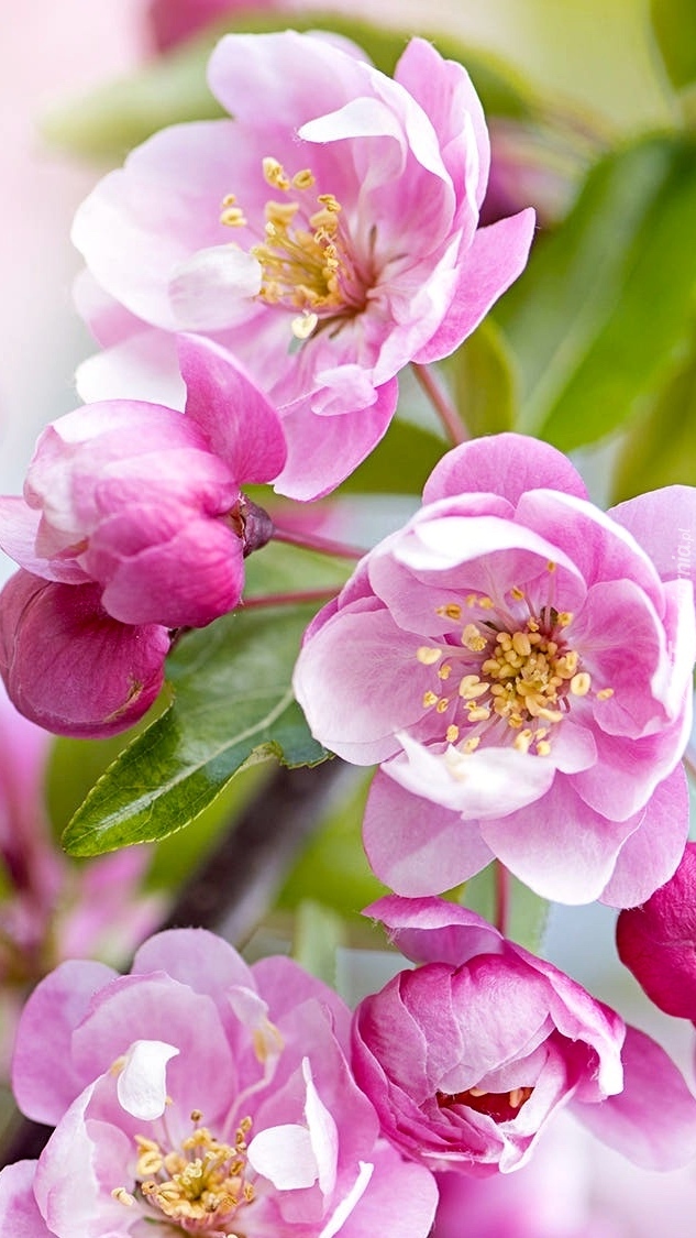 Gałązka z różowymi kwiatami