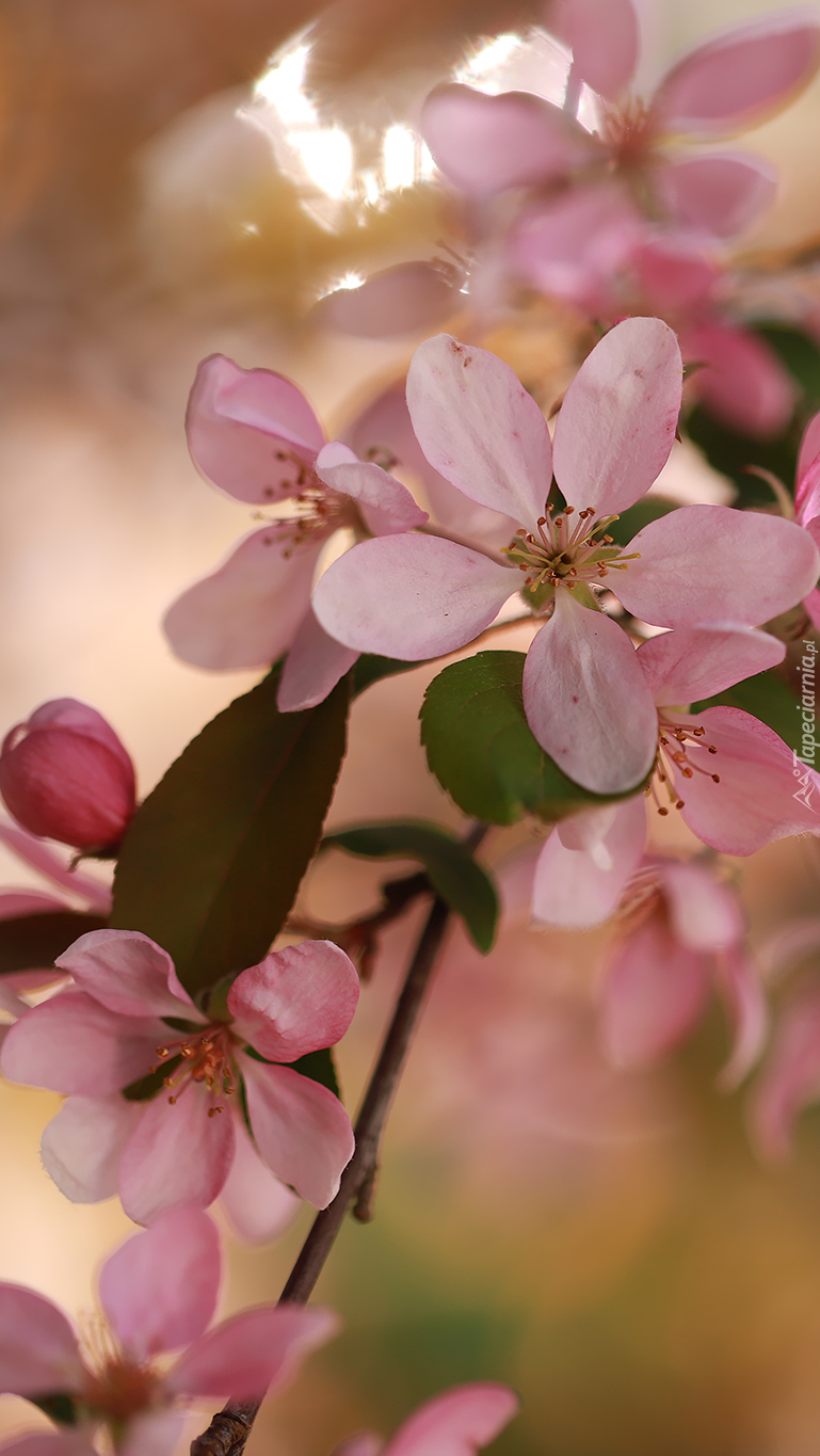 Gałązka z różowymi kwiatami jabłoni