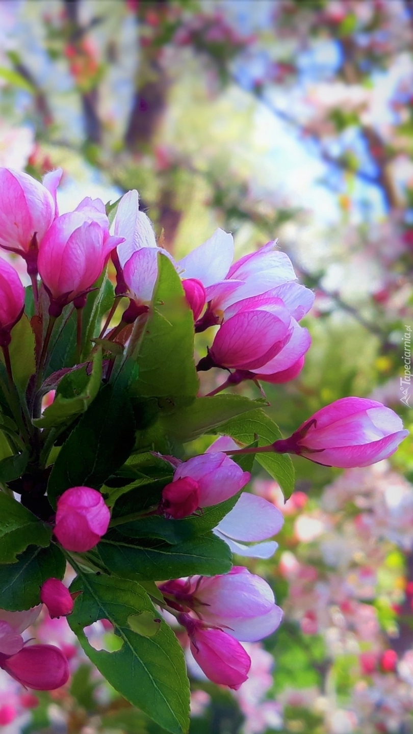Gałązka z różowymi pąkami kwiatów