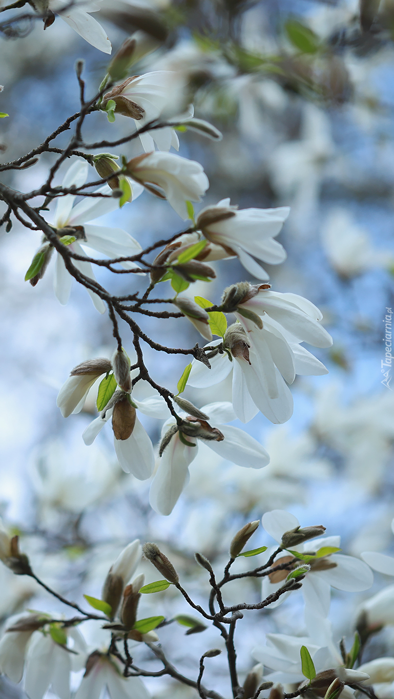 Gałązki białej magnolii