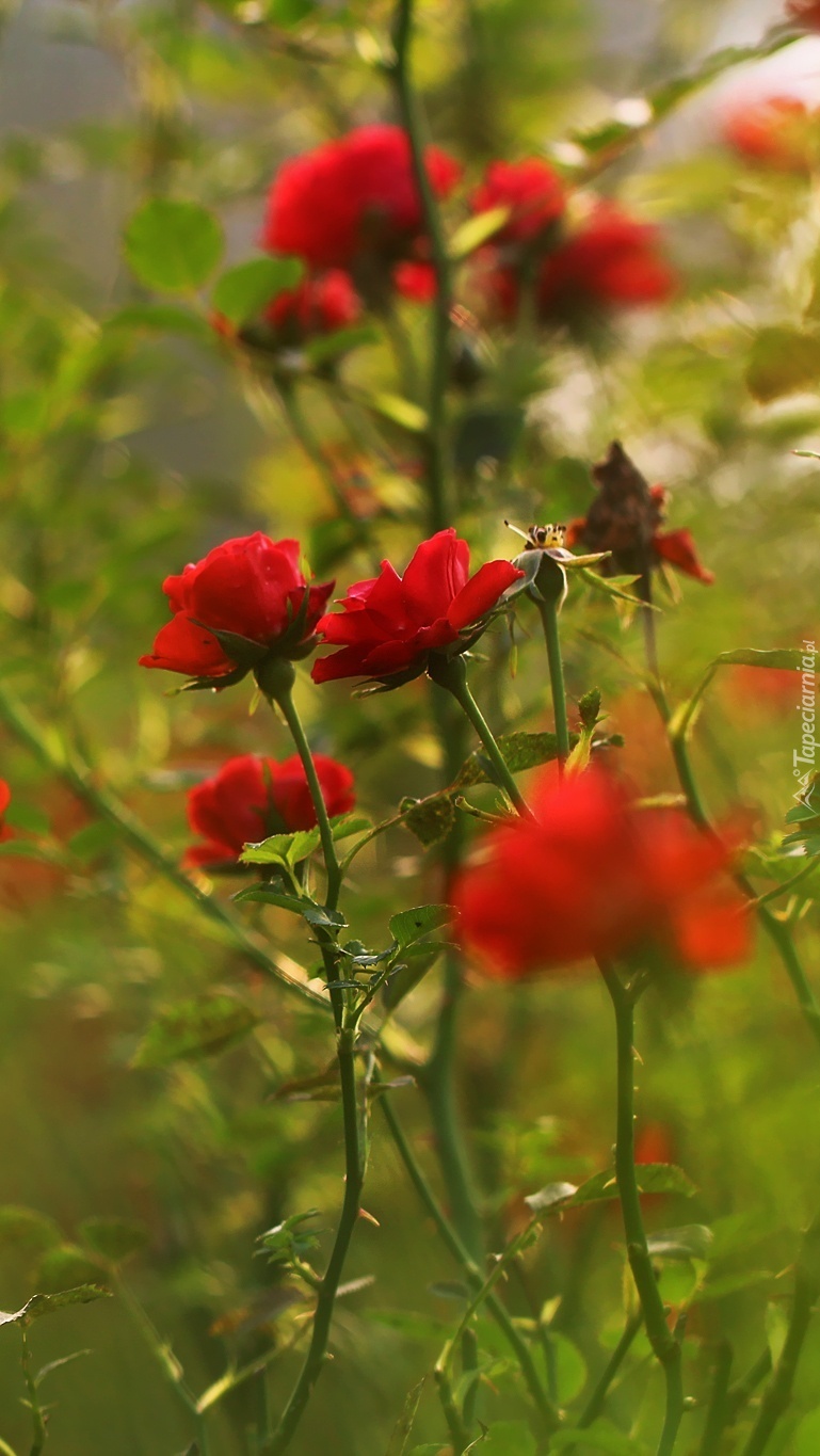 Gałązki czerwonych róż