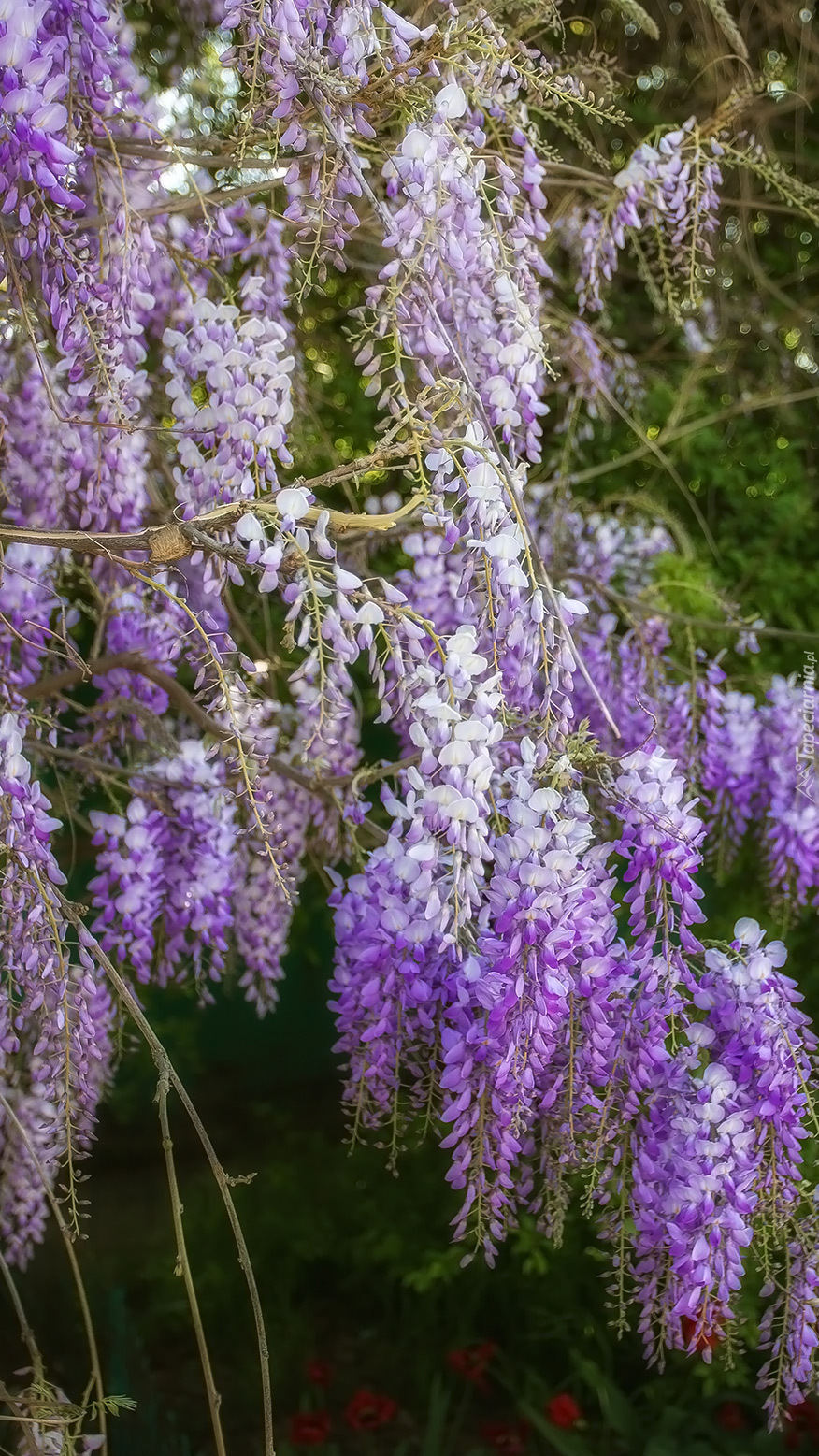 Gałązki fioletowej glicynii