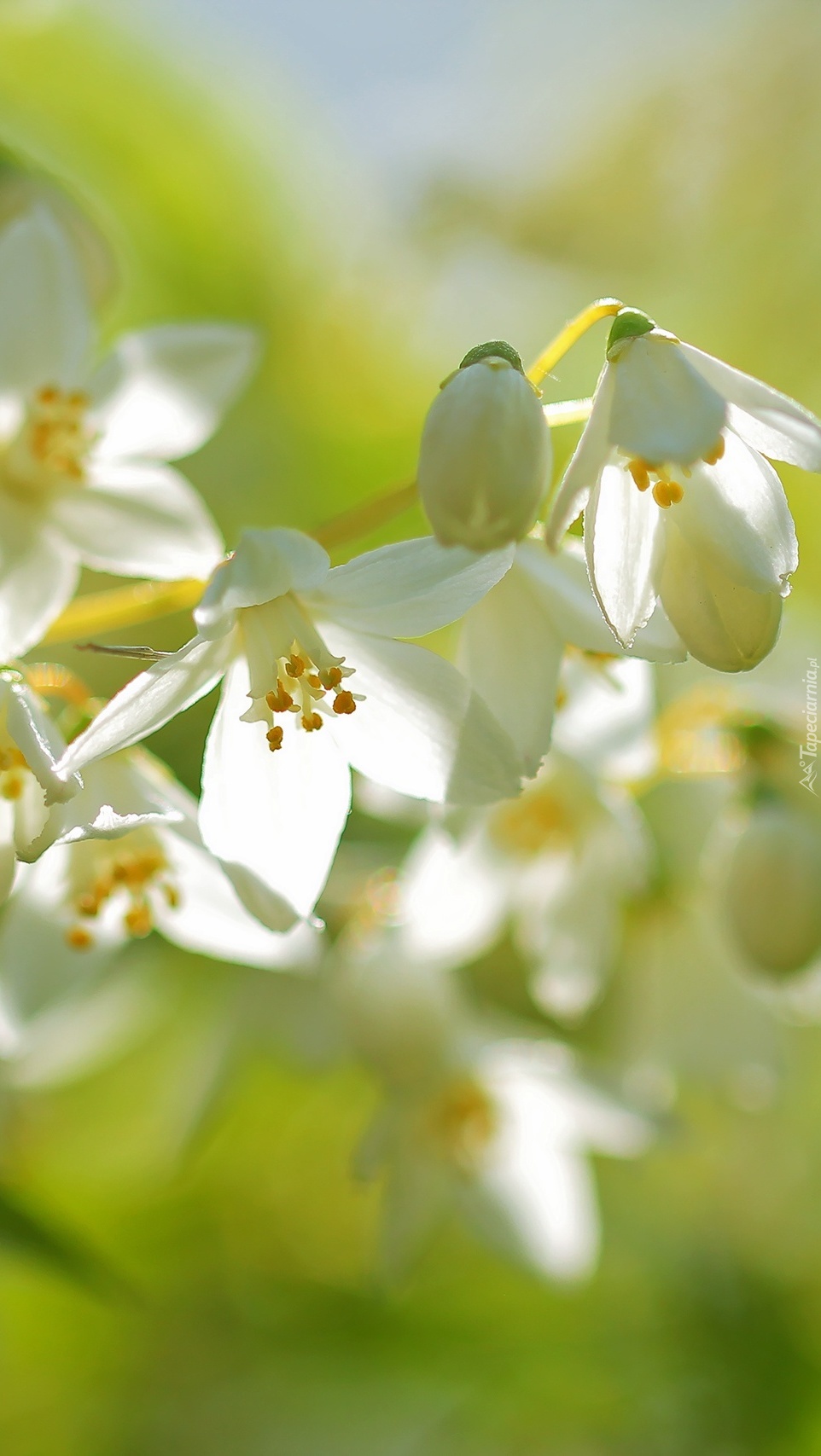 Gałązki krzewu o białych kwiatach