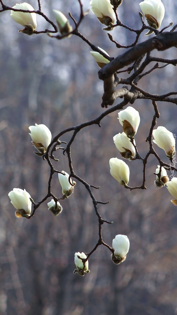 Gałązki kwitnącej magnolii
